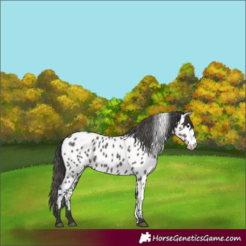 Horse Color:Grullo Near Leopard 