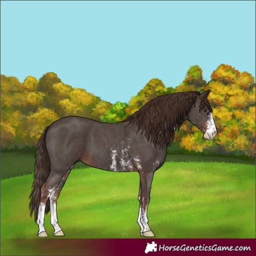 Horse Color:Liver Chestnut Sabino