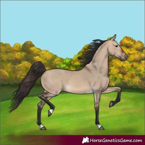 Horse Color:Unknown 
