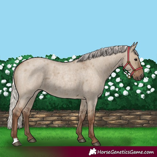 Horse Color:Silver Grullo Roan 