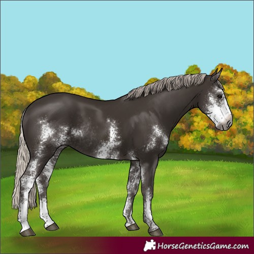 Horse Color:Gray Silver Black Sabino Rabicano 
