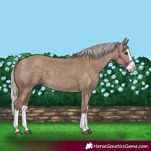 Horse Color:Silver Grullo Splash 