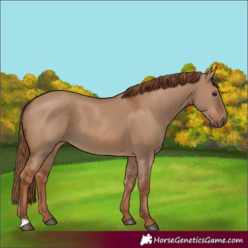 Horse Color:Red Dun