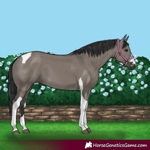 Horse Color:Grullo Tobiano 