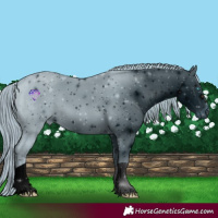 Horse Color:ERROR: UNKNOWN ANOMALY
