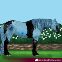 Horse Color:ERROR: UNKNOWN ANOMALY