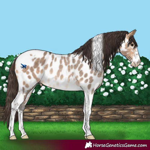 Horse Color:Bay Dun Sabino Tobiano Near Leopard Rabicano