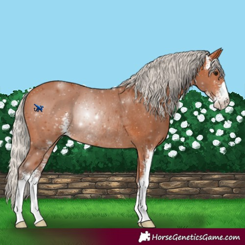 Horse Color:Silver Bay Sabino Rabicano 