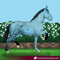 Horse Color:ERROR: UNKNOWN ANOMALY