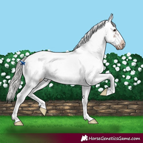 Horse Color:Silver Bay Sabino Splash Frame