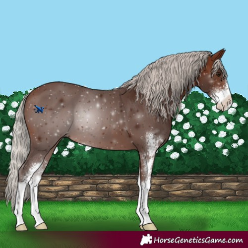 Horse Color:Silver Brown Sabino 