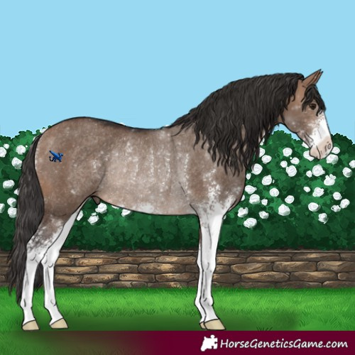 Horse Color:Brown Dun Sabino Rabicano