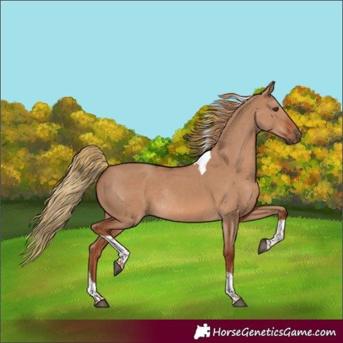 Horse Color:Red Dun Tobiano Rabicano
