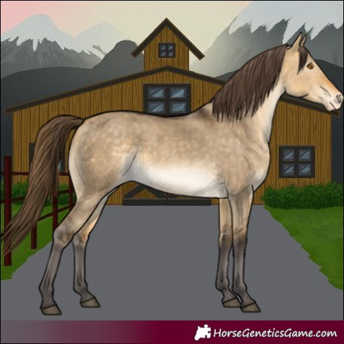 Horse Color:White Spotted Buckskin Dun Varnish 