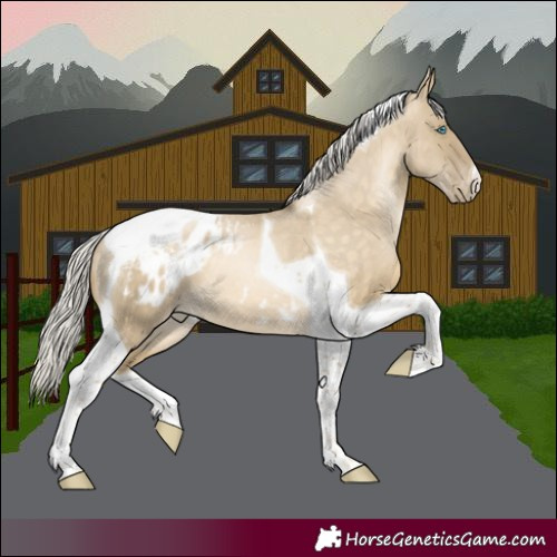 Horse Color:Silver Buckskin Pearl Dun Tobiano Appaloosa