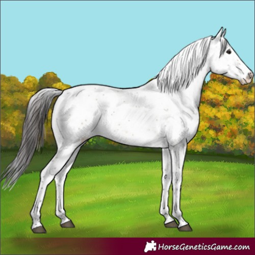 Horse Color:Bay Dun Sabino Rabicano 