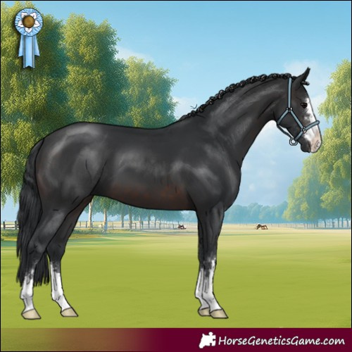 Horse Color:Brown 