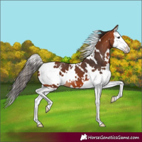 Horse Color:White Spotted Bay Splash Appaloosa 