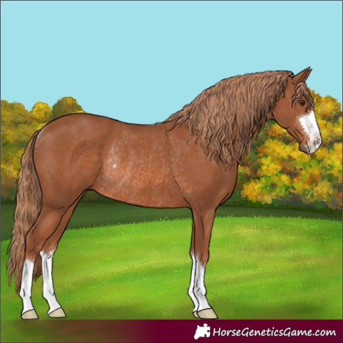 Horse Color:Chestnut Rabicano 