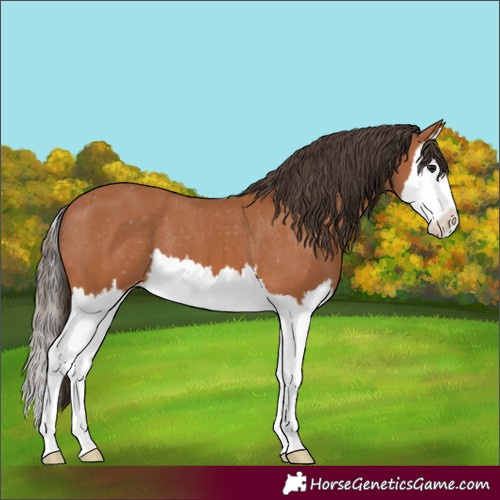 Horse Color:Bay Splash Appaloosa