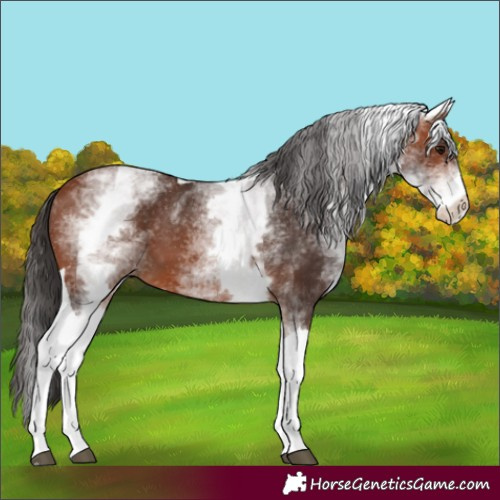 Horse Color:White Spotted Bay Tobiano 