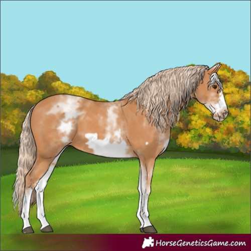 Horse Color:Unknown 