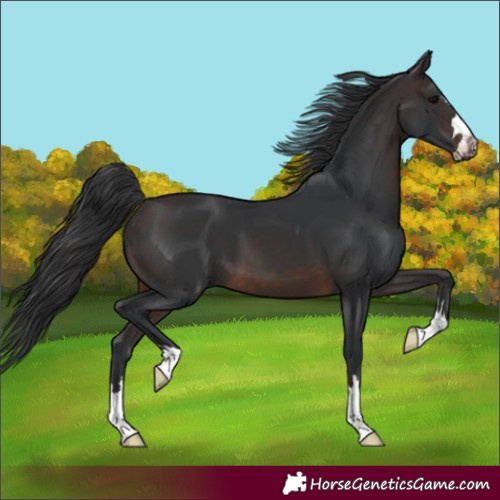 Horse Color:Brown 