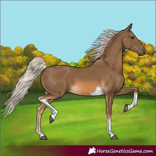 Horse Color:Chocolate Palomino Tobiano 