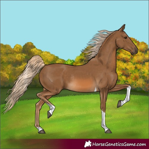 Horse Color:Chocolate Palomino Tobiano Rabicano 