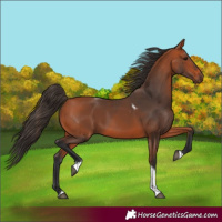 Horse Color:Bay Tobiano 