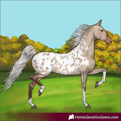 Horse Color:Silver Brown Dun Tobiano Appaloosa