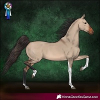Horse Color:Bay Dun Tobiano 