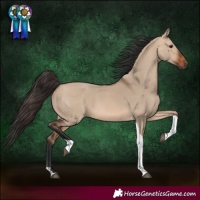 Horse Color:Bay Dun Tobiano