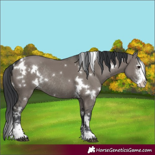 Horse Color:White Spotted Grullo Sabino Rabicano