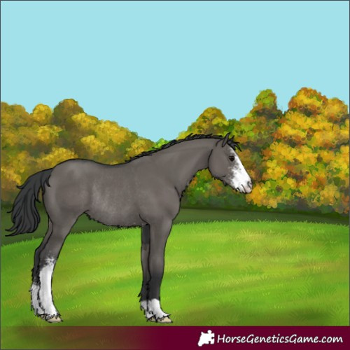 Horse Color:Grullo Sabino Rabicano