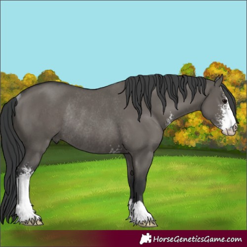 Horse Color:Grullo Sabino Rabicano 