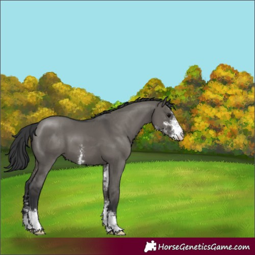 Horse Color:Grullo Sabino 