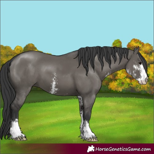Horse Color:Grullo Sabino 
