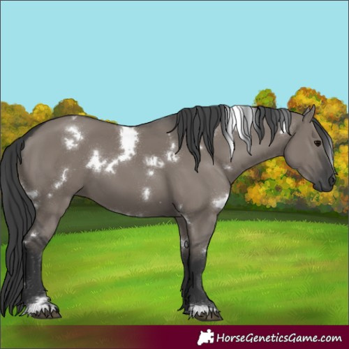 Horse Color:White Spotted Grullo