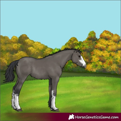 Horse Color:Grullo Sabino Rabicano 