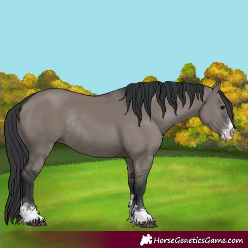 Horse Color:Grullo Sabino Rabicano
