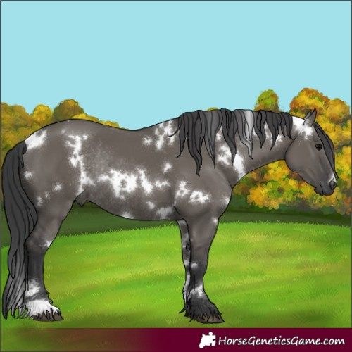 Horse Color:White Spotted Grullo Rabicano