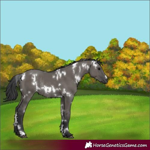 Horse Color:White Spotted Grullo Rabicano 