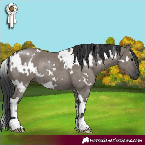 Horse Color:White Spotted Grullo Rabicano