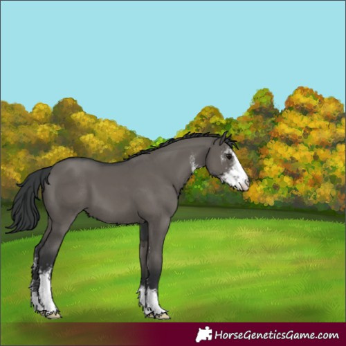 Horse Color:Grullo Sabino 