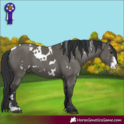 Horse Color:White Spotted Grullo Sabino Rabicano