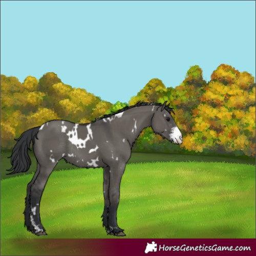 Horse Color:White Spotted Grullo Sabino Rabicano 