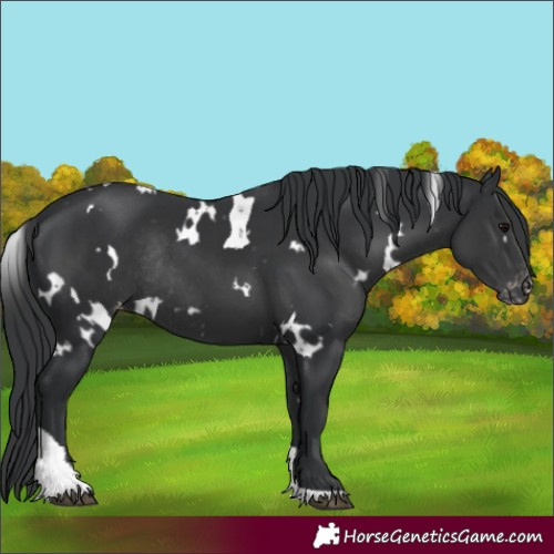Horse Color:White Spotted Black Tobiano Appaloosa Rabicano 