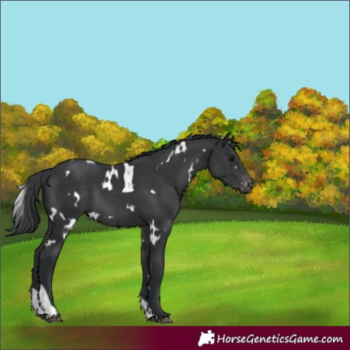 Horse Color:White Spotted Black Tobiano Appaloosa Rabicano 