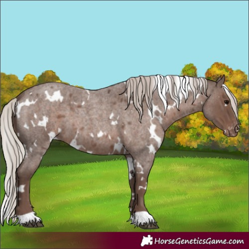 Horse Color:White Spotted Silver Blue Roan Appaloosa 